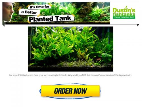 How to Setup a Planted Tank Website Portfolio